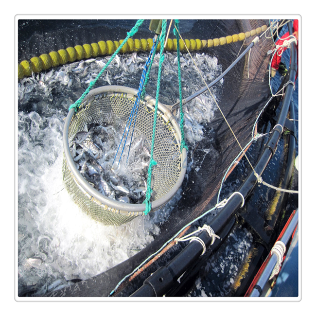 HDPE fish farming net aquaculture cage floating equipment for tilapia