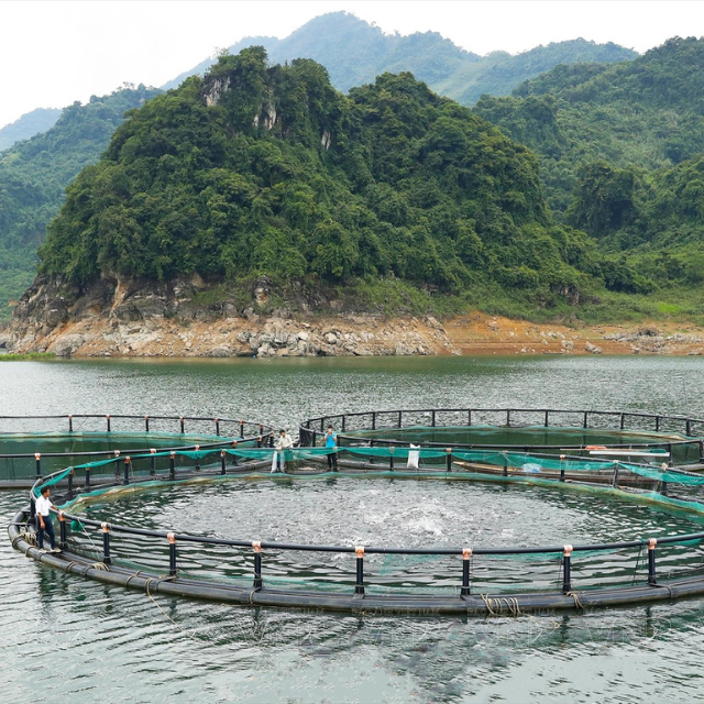 Pisciculture Cage Aquaculture Cage Aquaculture Net Cage Floating Aquaculture Trap Fish Farm In Vietnam Manufacturer Hot Sale