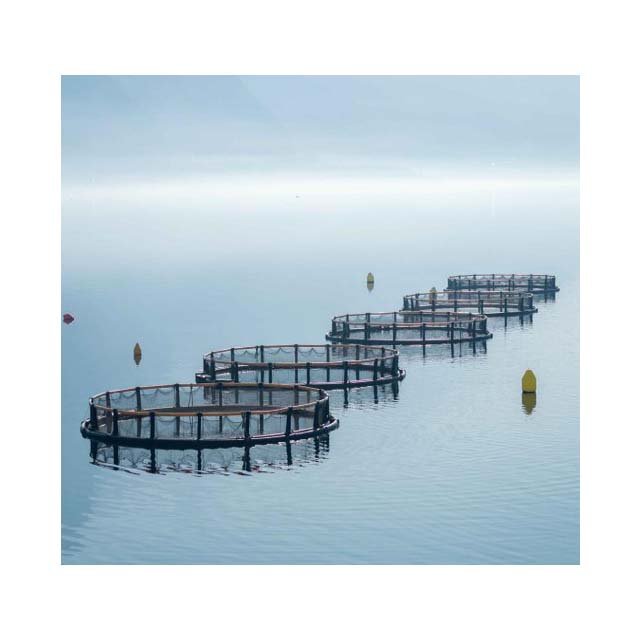 Highly Recommended Aquaculture Traps Fish Farming Cage Float For Sale fish traps