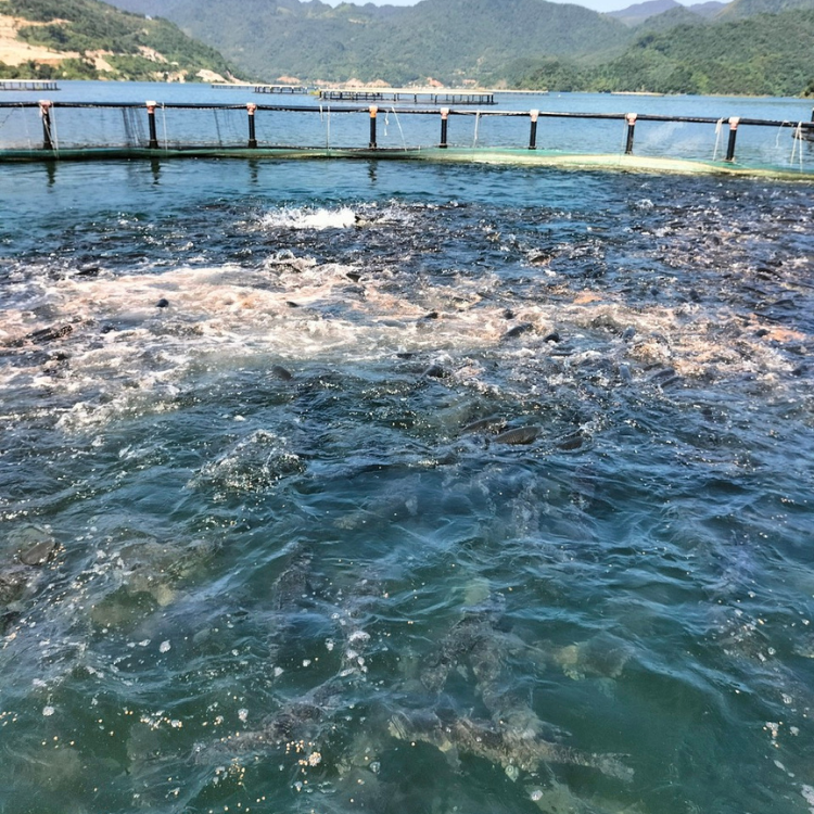 Aquaculture Trap Cage Fish Farming Floating Tilapia Fish Farming Fish Trap In Vietnam Manufacturer Cheap Price