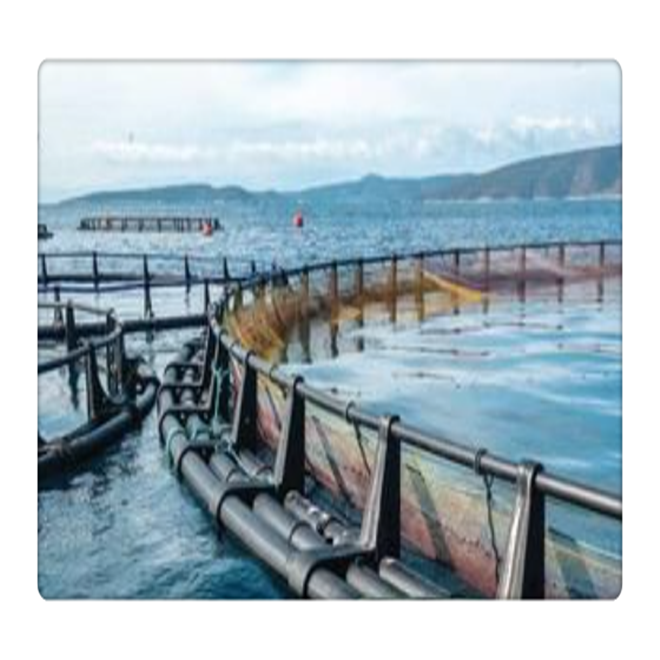 fish trap cage System square and circle cages for fish farming for tilapia