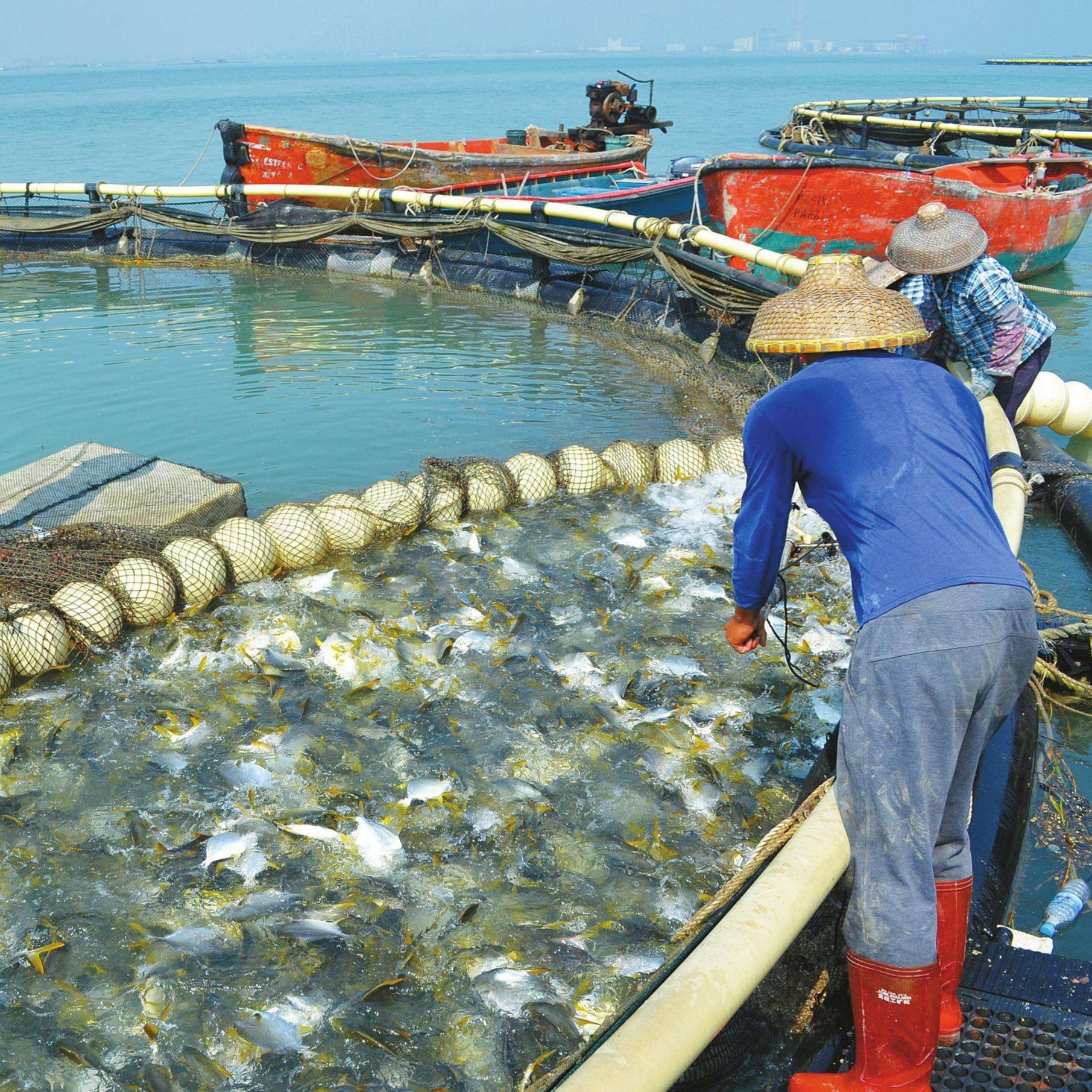 HDPE Floating Fish Farming Cages for Tilapia Fish in Deep Sea