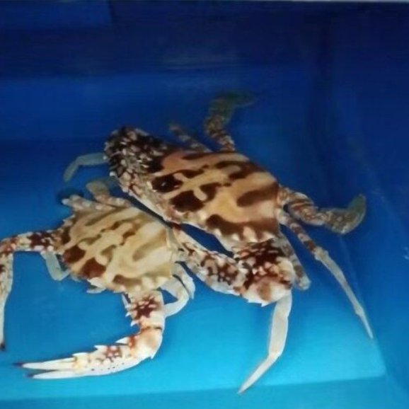 China factory customized plastic crab box for ras indoor farming RAS System