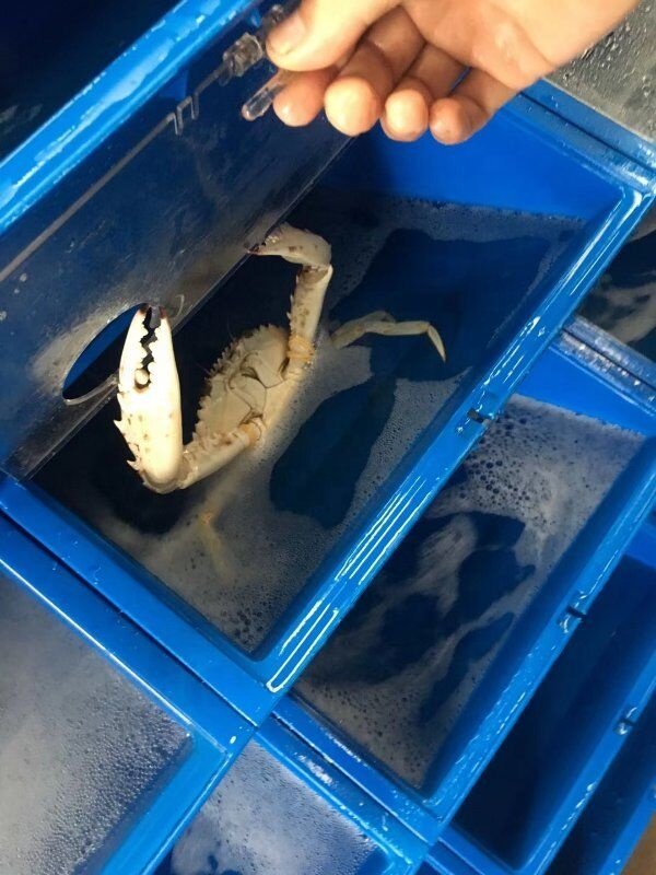 Plastic crab farming boxes for vertical mud cab aquaculture Vertical Indoor Soft Shell Crab Farming