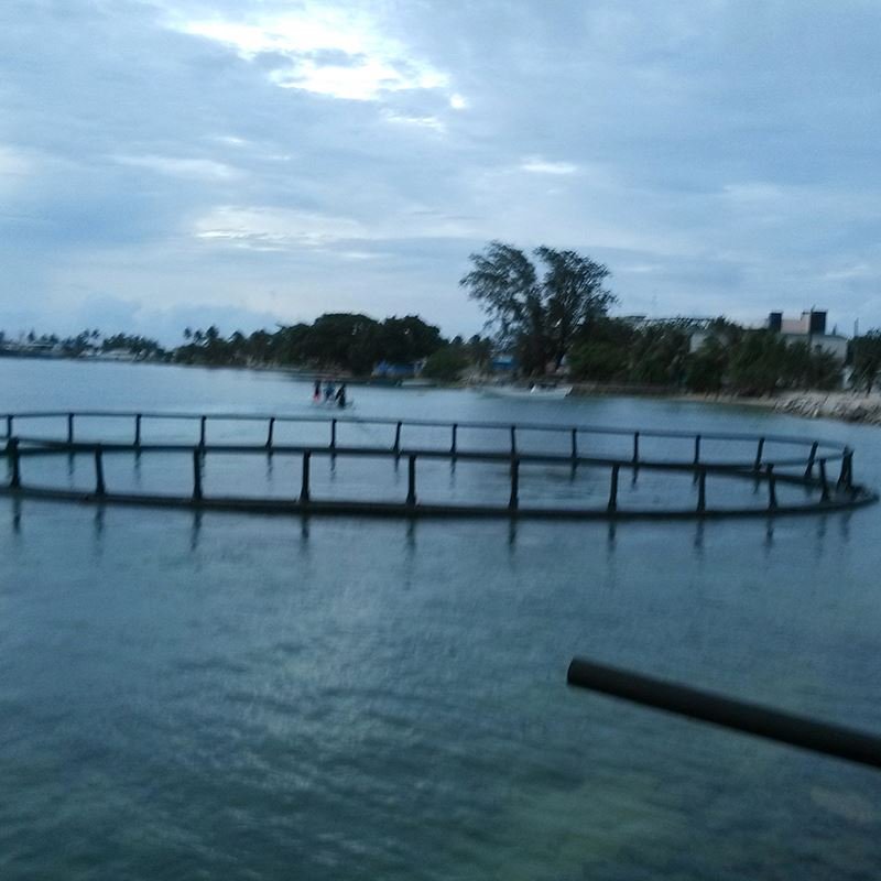 Ghana tilapia aquaculture fish farming cage
