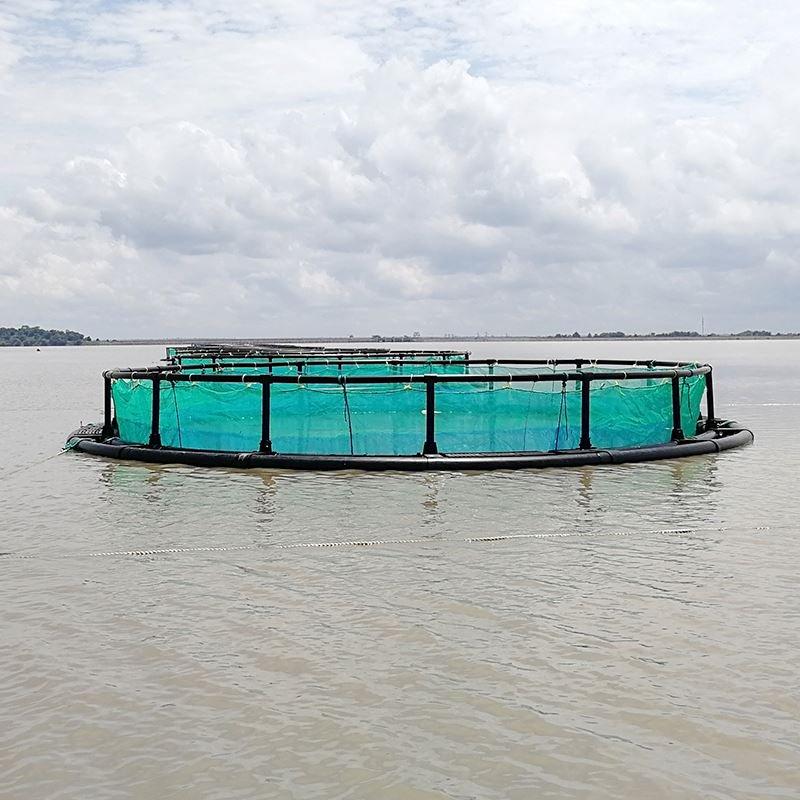 Ghana tilapia aquaculture fish farming cage
