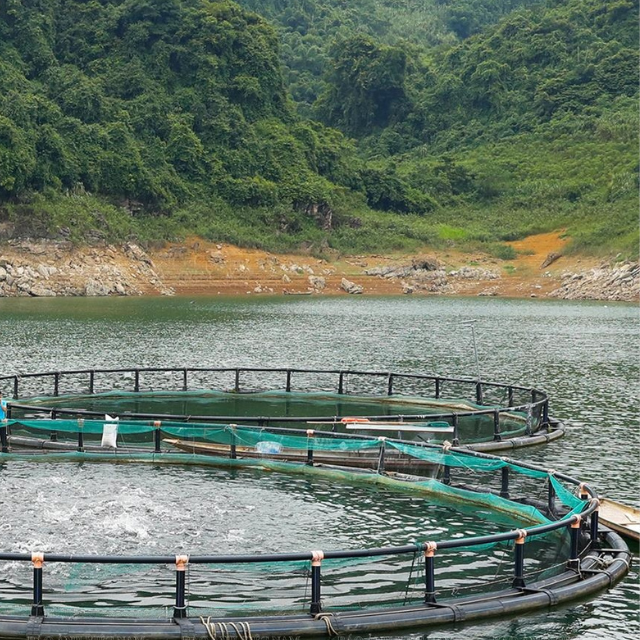 Floating Farm Fish Cage Design Hdpe Fish Cage Fish Farming Aquaculture Trap Made In Vietnam Manufacturer Wholesale