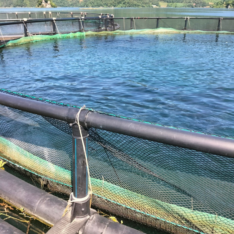 Hot Sale Floating Fish Cage Aquaculture Net Cage Cage Floating From Vietnam Manufacturer Fish Farming Fish Trap Aquaculture Trap