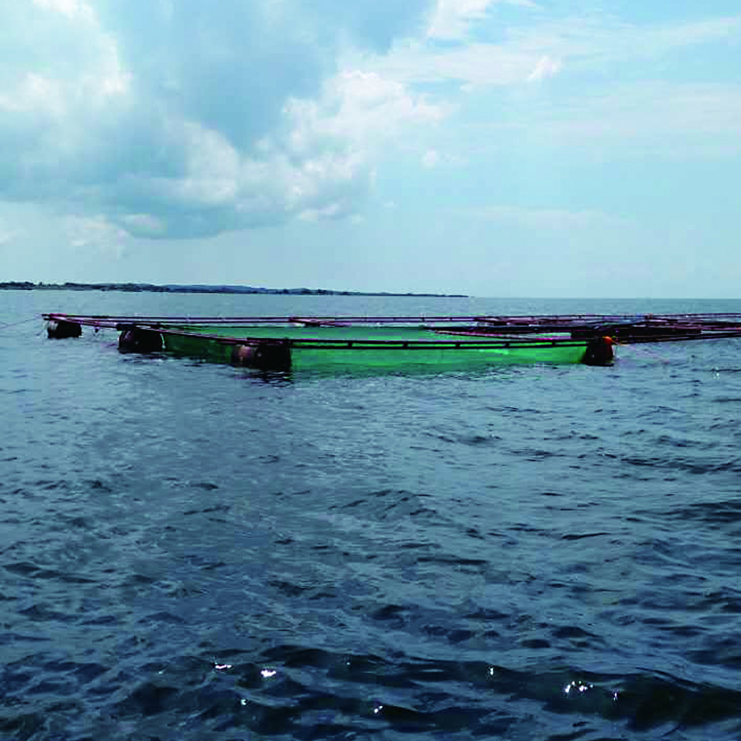 aquaculture fish farm net cage