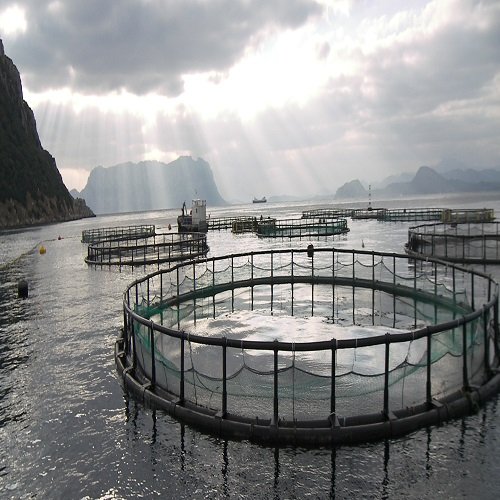 Aquaculture Fish Farming Cages Minnow Trap Fishing Net
