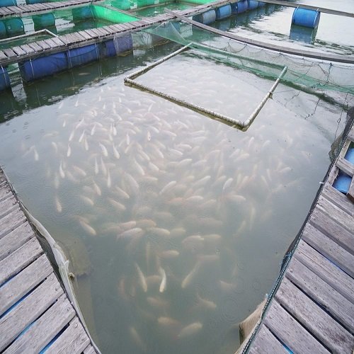 Aquaculture Fish Farming Cages Minnow Trap Fishing Net