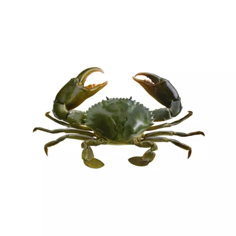 G&N Top quality mud crab boxes crab farming recirculating aquaculture system boxes crab house traps indoor