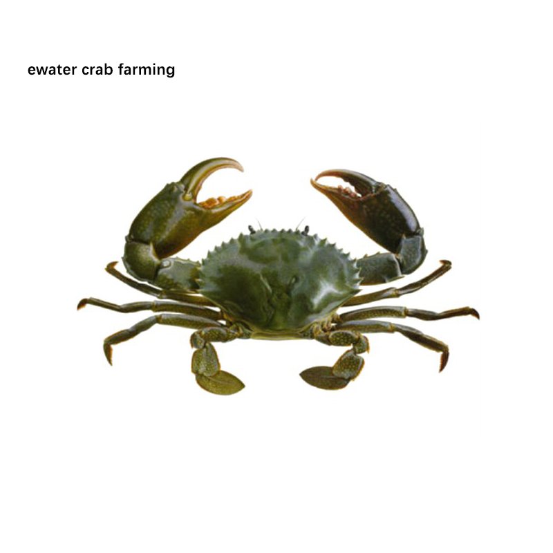 indoor mud crab farm equipment mud soft shell crab farming box system for sale