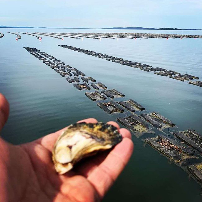 PE oyster bags Oyster mesh aquaculture traps