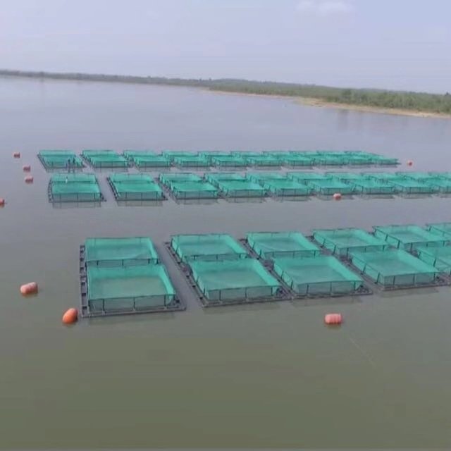 Diameter 10m DN315mm HDPE Floating Cage for Tilapia Fish Farming