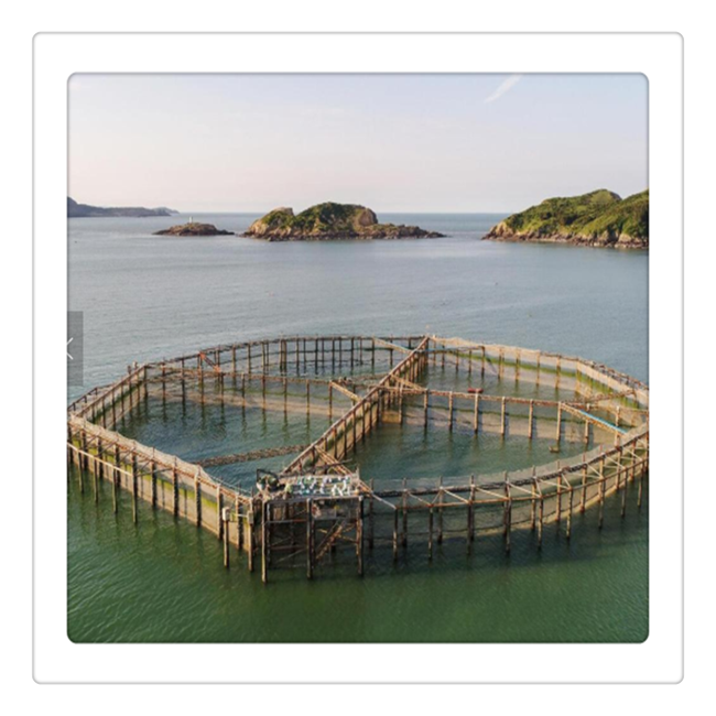 aquaculture traps for offshore cages floating cage for fish