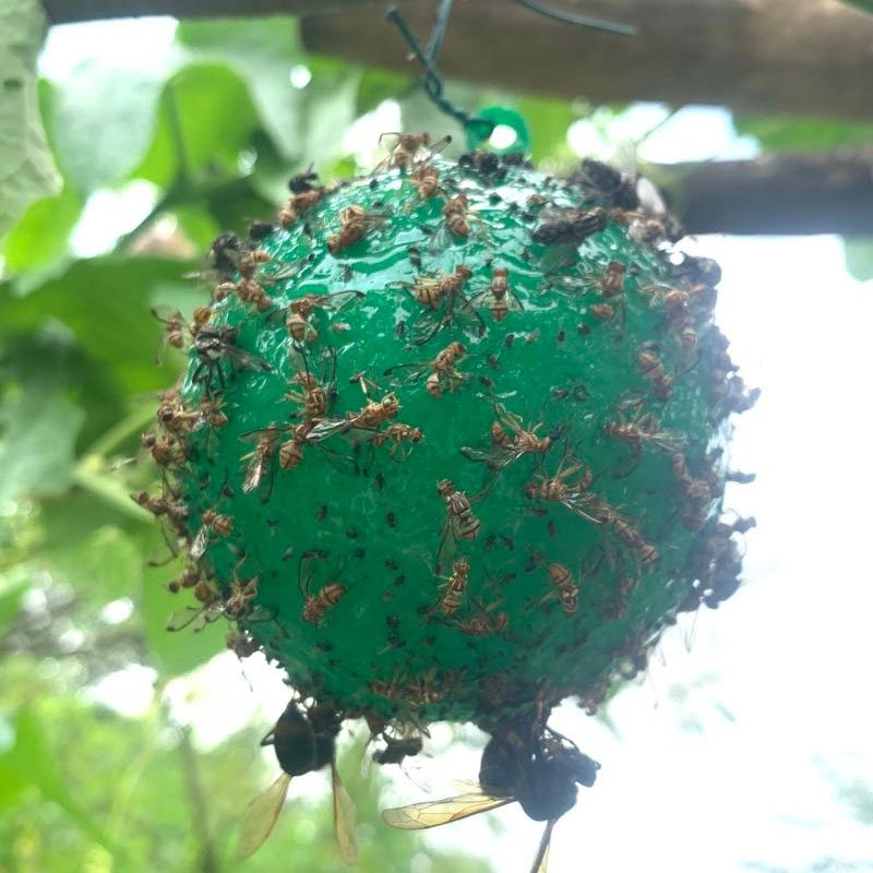 Pest Control Equipment For Hanging Ball Fruit Fly Catcher Sticky traps Balls Making Machine