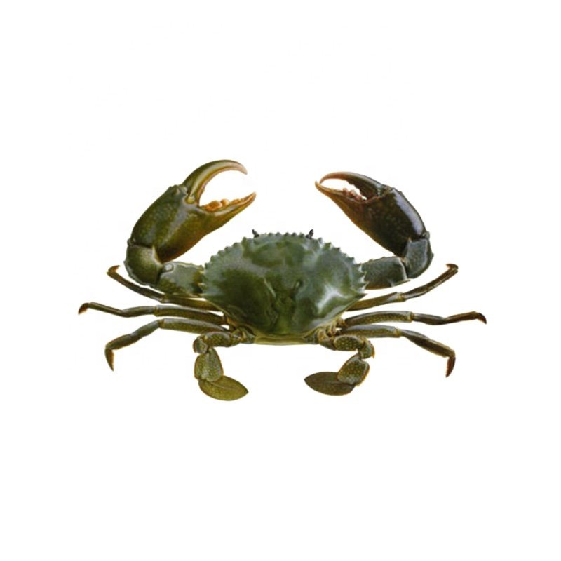 Indoor fish farm equipment vertical mud crab farming box for sale