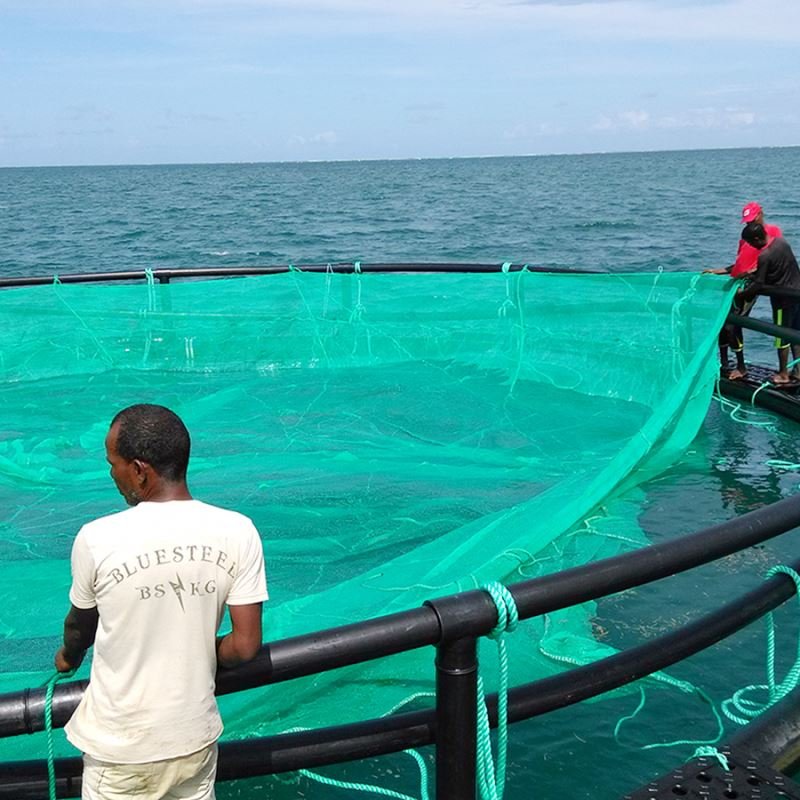 offshore fish farming cages deepwater open ocean, jaulas de cultivo de peces