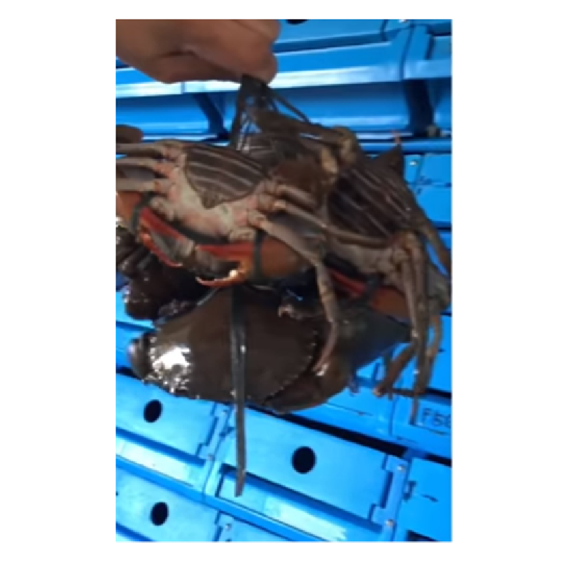 Agricultural equipment for crab trap for vertical soft shell crab box crayfish farming