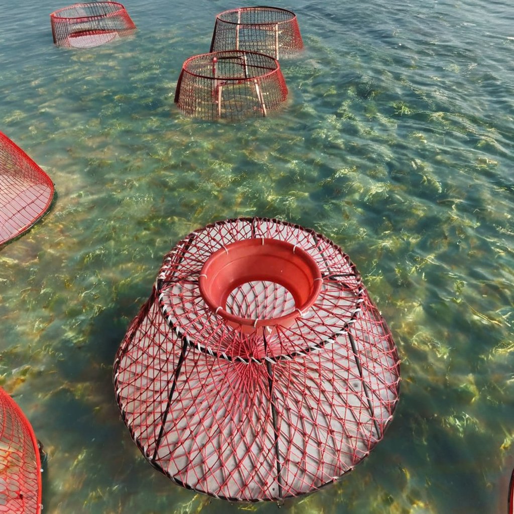 Heavy-Duty Crab Pot Lobster Trap Galvanized Plastic Coated Two-Entrance Steel Frame Nylon PE HDPE Netting Crab Fishing Tool