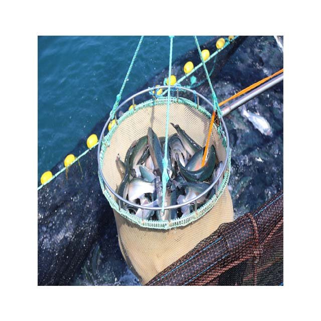6x6 fish square hpde cage bamboo fish traps