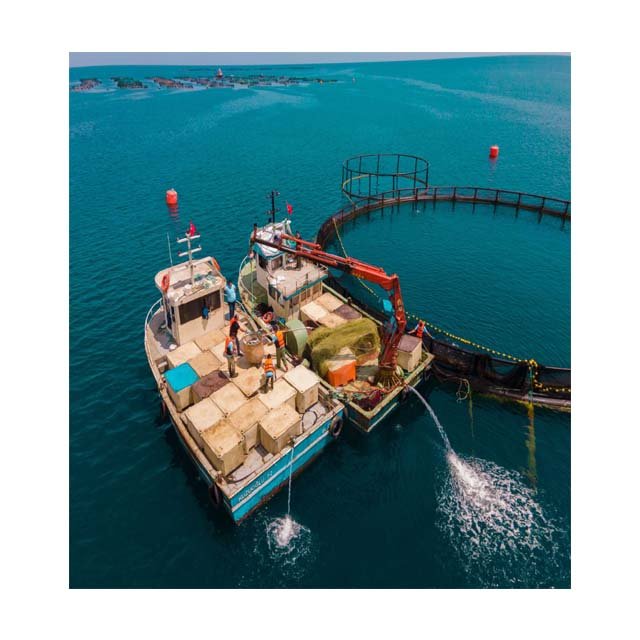 6x6 fish square hpde cage bamboo fish traps