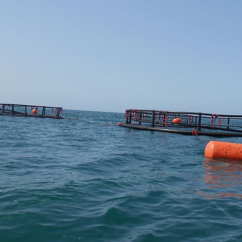 China factory Price sea fishery breeding cage,fish floating cage