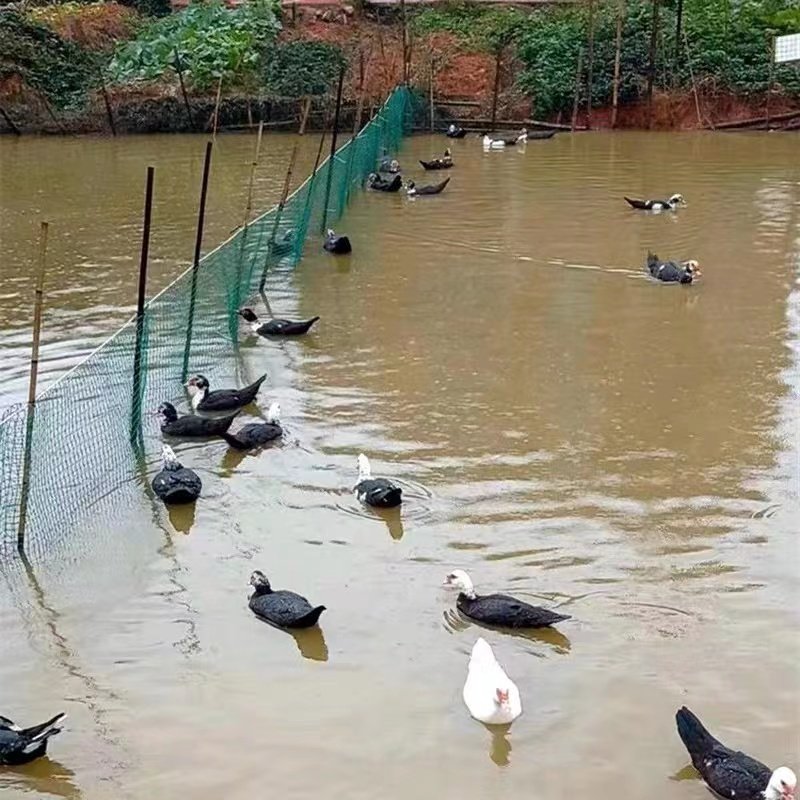 Buy Fishing Nets Cheap multifilament Fish Farming netting