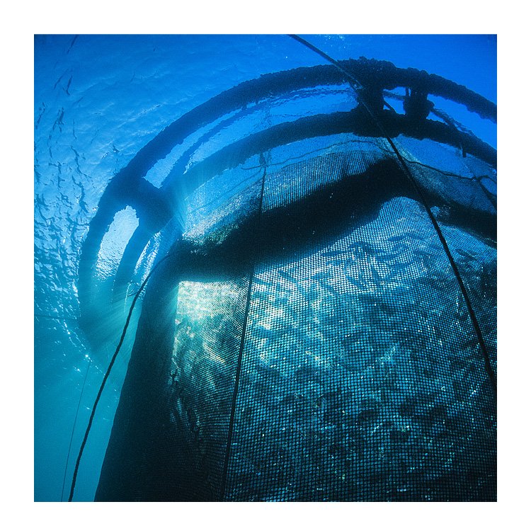 Hot Sell Hdpe Circular Fish Cage aquaculture Circular Floating Hdpe Fish Cage