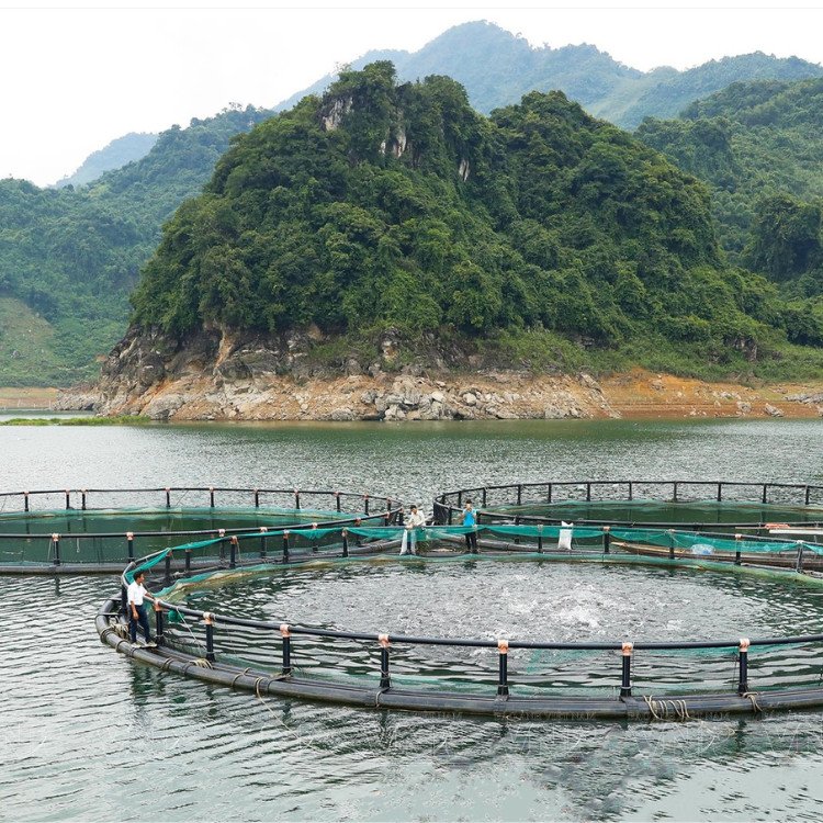 Hdpe Cages Cheap Price Secure Aquatic Research Center Floating Round Cage Customization Producer From Vietnam Manufacturer
