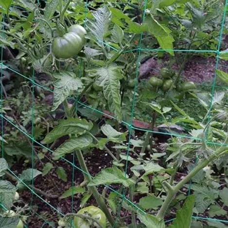 Factory directly supply plant support net garden plastic trellis mesh for climbing outdoor plants netting