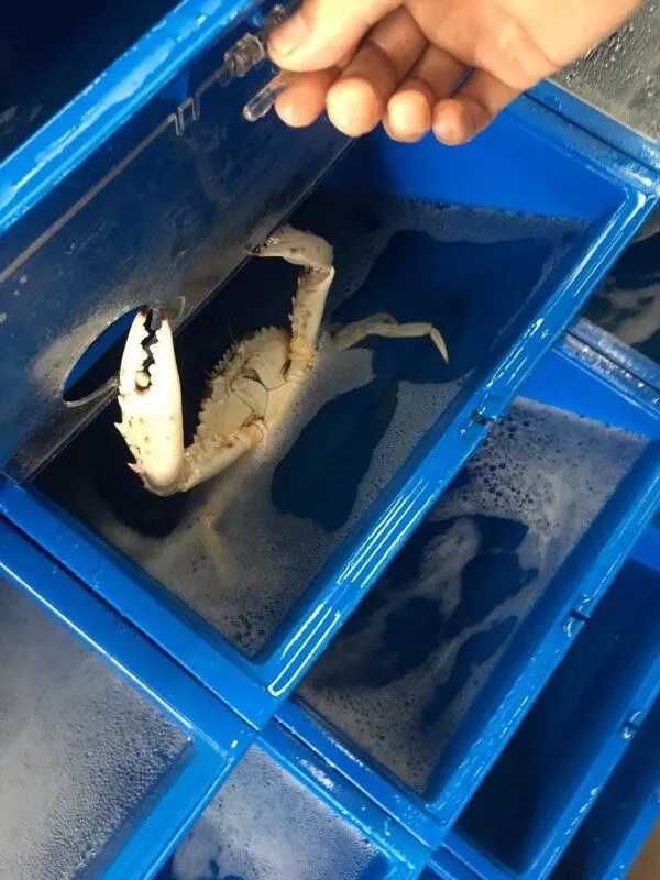 New Style Aquaculture Crab Indoor Farming Seafood Fattening Swimming Crab Crab Box Ras System