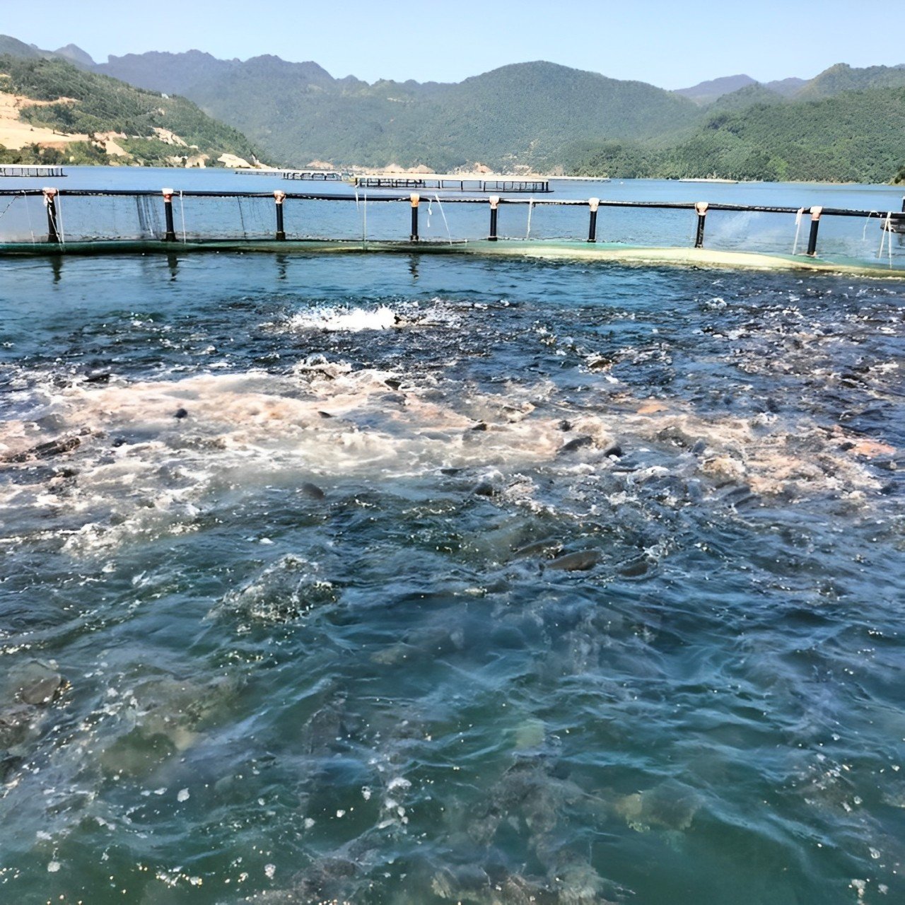 Agricultural Equipment Float Cage Fish Made In Vietnam Manufacturer Competitive Price Aquaculture Trap