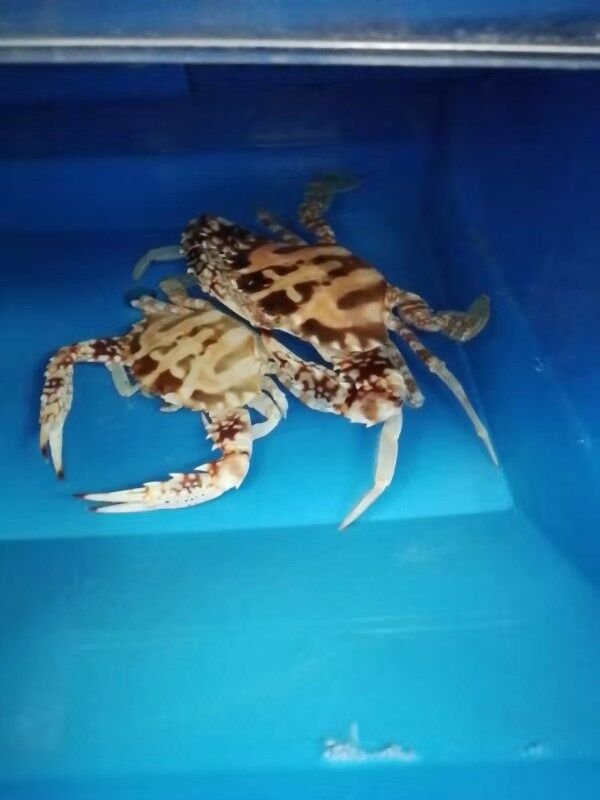 Soft Shell Crab Farming Box - RAS System vertic crab farm box