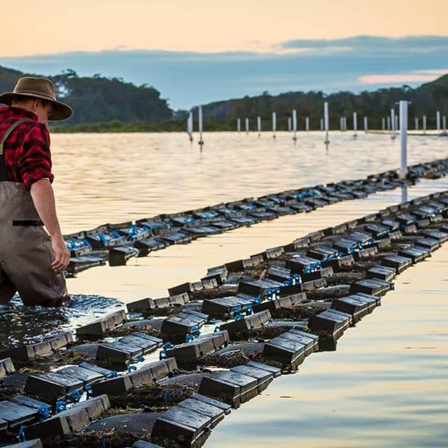 PE oyster bags as oyster trap aquaculture traps