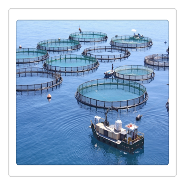 10m HDPE Aquaculture fish culture fishing farming Cage for South Africa