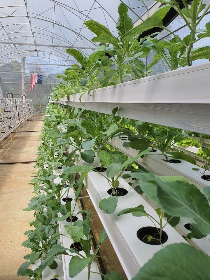 Fish Vegetable Commercial Aquaponics System For Fish And Plant Grow Together Soilless Culture System