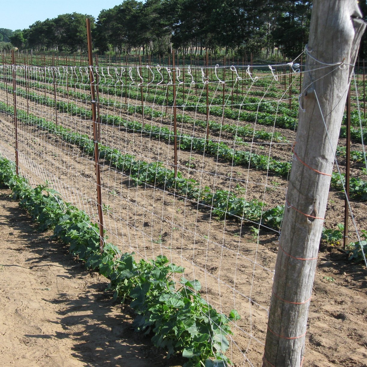 Plastics Plant Support Net/cucumber & Bean & Pea Climbing Netting