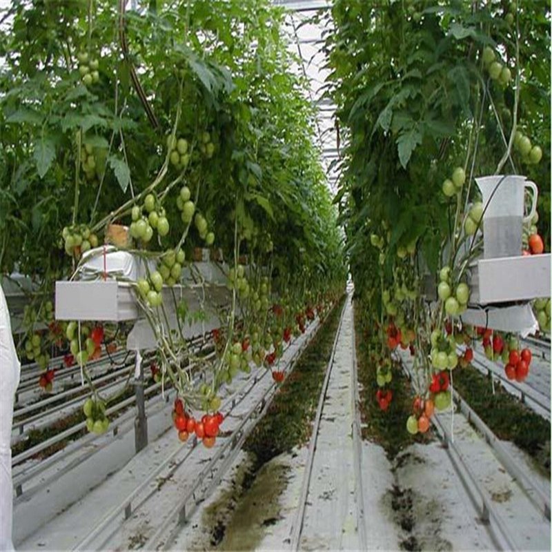 Agricultural glass green house for hydroponics system plant vegetables
