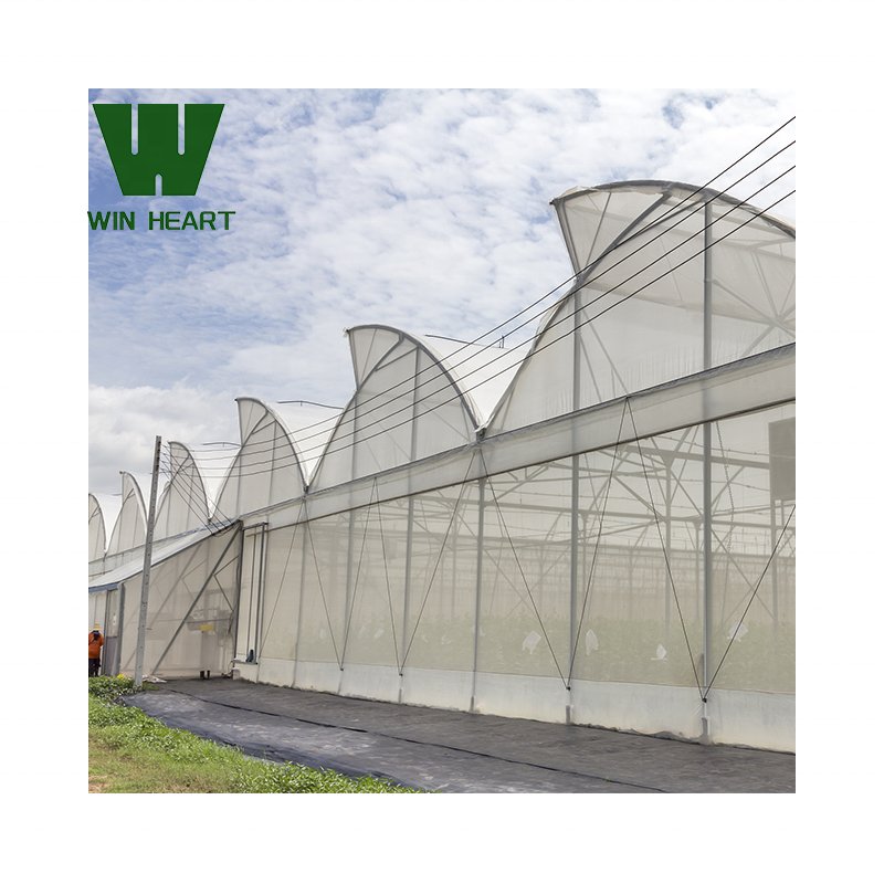 Cheap Price Sawtooth Greenhouse for agricultural use