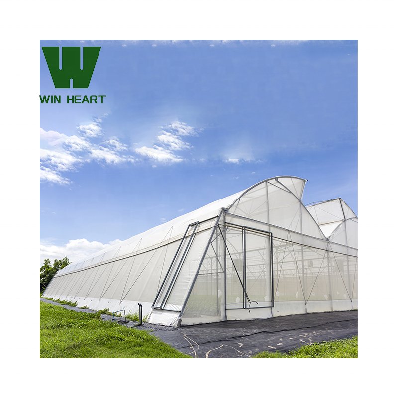 Cheap Price Sawtooth Greenhouse for agricultural use