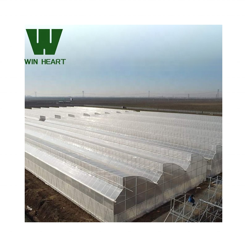 Cheap Price Sawtooth Greenhouse for agricultural use