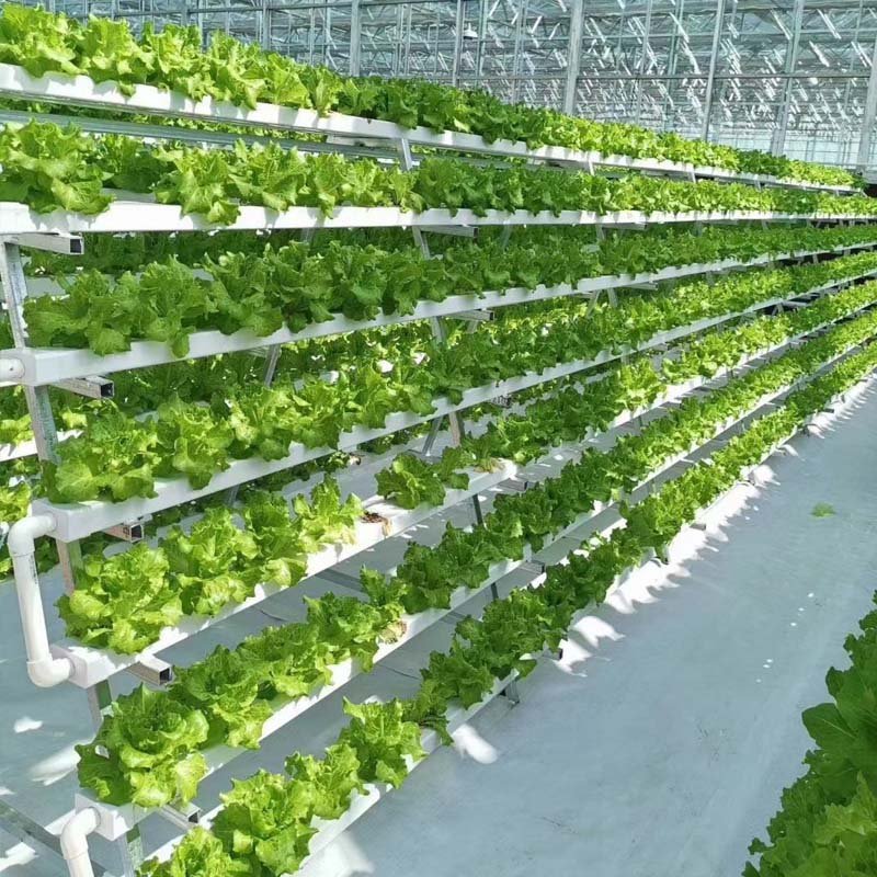 Agricultural Greenhouse Multi Span Polycarbonate Greenhouse Complete Greenhouse
