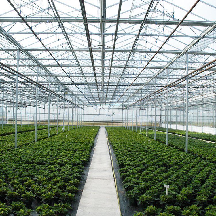 Complete Vegetables Growing Multi-span Greenhouse Fiberglass Glass Agricultural Greenhouse