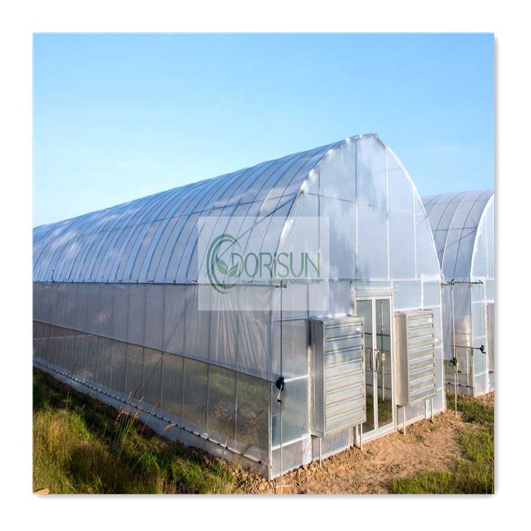Large Size High Tunnel Agricultural Greenhouse for Tomato