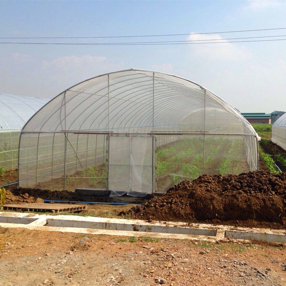Large Size High Tunnel Agricultural Greenhouse for Tomato