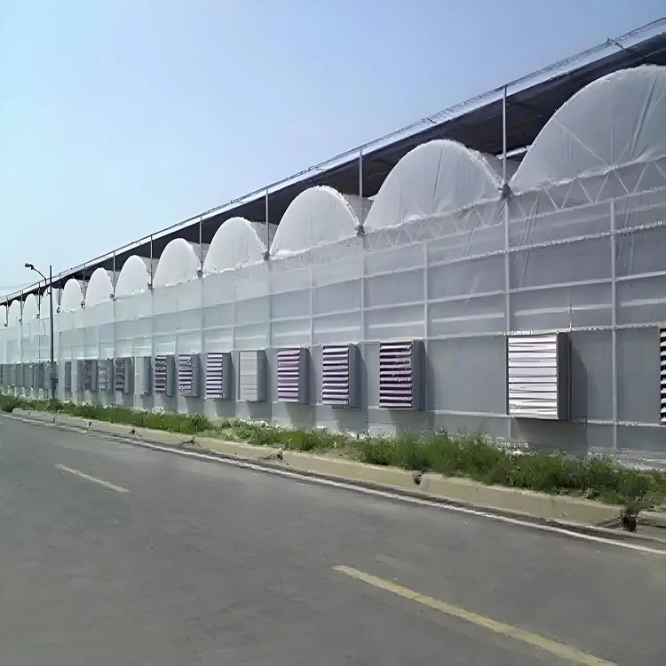 Low cost multi span hot dip galvanized frame Vegetable greenhouse with tomato hydroponic system