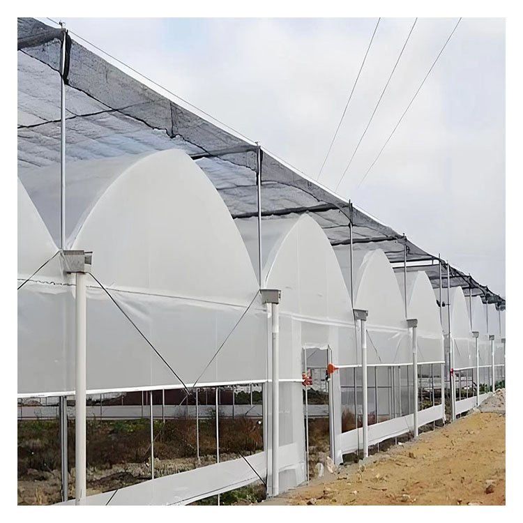 Low cost multi span hot dip galvanized frame Vegetable greenhouse with tomato hydroponic system
