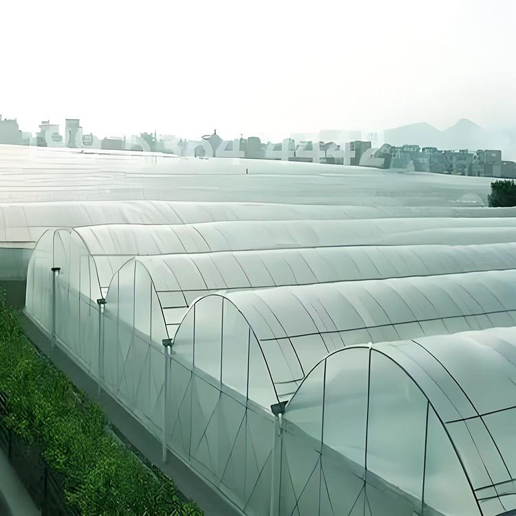 Low cost multi span hot dip galvanized frame Vegetable greenhouse with tomato hydroponic system